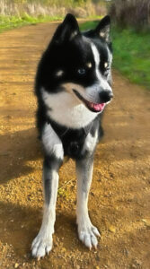 Axel the black and white Pomsky looks to the side of the camera