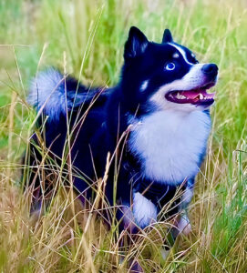 Axel the black and white Pomsky stands in the grass and looks upwards