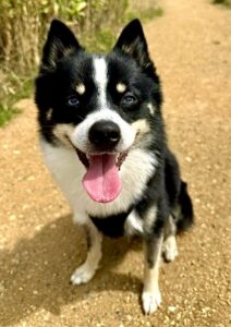 Axel the black and white Pomsky sits on a path and looks at the camera