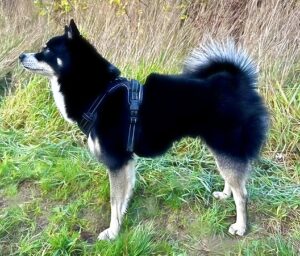Axel the black and white Pomsky stands sideways