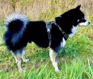 Axel the black and white Pomsky stands sideways