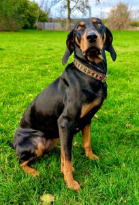 Beke the black and tan Lithuanian Hound sits on the grass and looks at the camera
