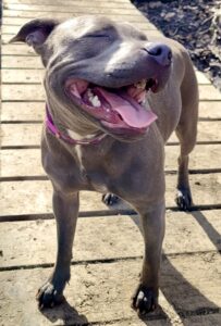 Ember the grey Staffordshire Bull Terrier stands with her tongue out to the camera