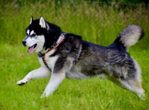 Gio, the black and white Husky/Malamute cross jumps through the air