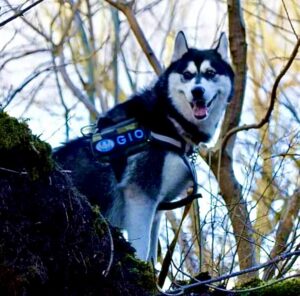 Gio, the black and white Husky/Malamute cross sits on a tree branch