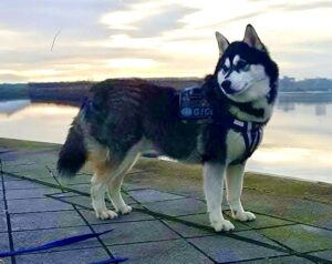 Gio, the black and white Husky/Malamute cross stands sideways
