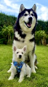 Gio, the black and white Husky/Malamute cross sits on the grass with a friend
