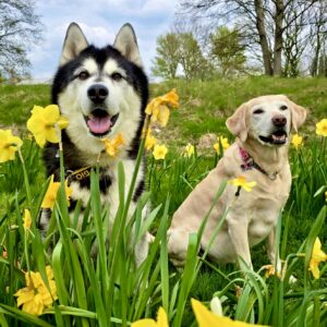 Gio, the black and white Husky/Malamute cross sits in a field with a friend