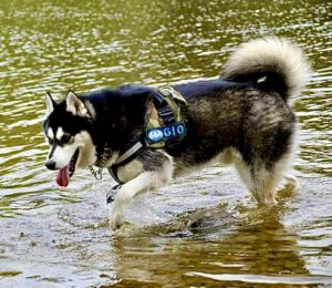 Gio, the black and white Husky/Malamute stands in the water