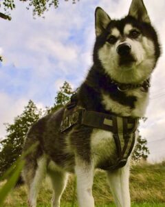 Gio, the black and white Husky/Malamute cross towers over the camera