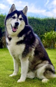 Gio, the black and white Husky/Malamute cross sits on the grass
