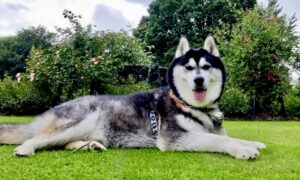 Gio, the black and white Husky/Malamute cross lies on the grass