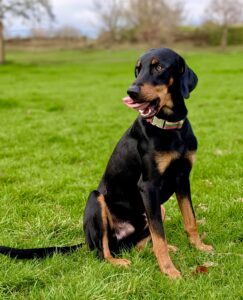Gruto the black and tan Lithuanian Hound sits on the grass with his tongue out