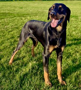 Gruto the black and tan Lithuanian Hound stands on the grass and looks at the camera