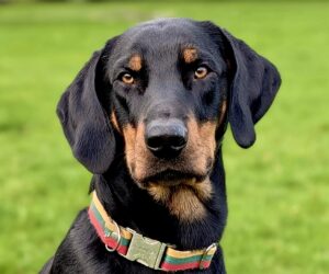 Gruto the black and tan Lithuanian Hound looks at the camera
