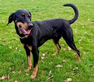 Gruto the black and tan Lithuanian Hound stands on the grass sideways