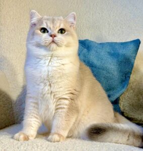 Helios the golden British Short Hair sits and looks proud in front of the camera