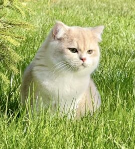 Helios the golden British Short Hair sits in the grass and looks past the camera