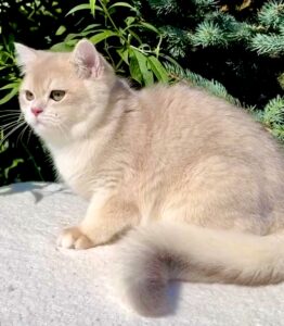 Helios the golden British Short Hair lies down and looks ahead