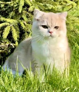Helios the golden British Short Hair sits in the grass and looks past the camera