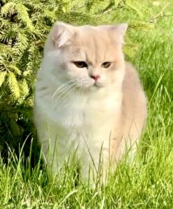 Helios the golden British Short Hair stands in the grass and looks past the camera