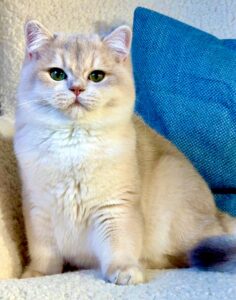 Helios the golden British Short Hair sits on the sofa looking at the camera