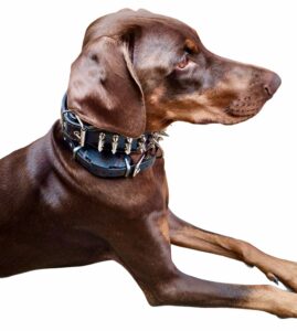 Juno the brown Doberman sits and looks ahead