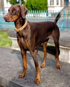 Juno the brown Doberman stands and looks ahead
