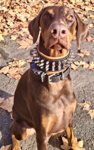 Juno the brown Doberman sits and looks at the camera