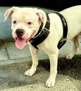 Onyx the white American Bulldog stands with his harness on