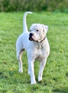 Onyx the white American Bulldog stands on the grass with his tail up