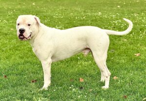 Onyx the white American Bulldog stands sideways