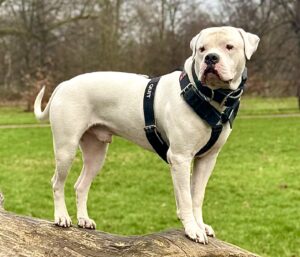 Onyx the white American Bulldog stands on a felled tree with his harness on