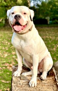 Onyx the white American Bulldog sits and looks at camera