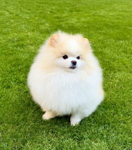 Oprah the white Pomeranian sits on the grass