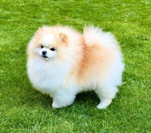 Oprah the white Pomeranian stands sideways on the grass