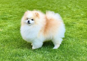 Oprah the white Pomeranian stands sideways on the grass