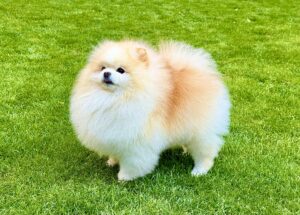 Oprah the white Pomeranian stands on the grass and looks at the camera