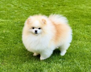 Oprah the white Pomeranian stands on the grass and looks at the camera
