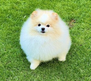 Oprah the white Pomeranian sits on the grass and looks at the camera
