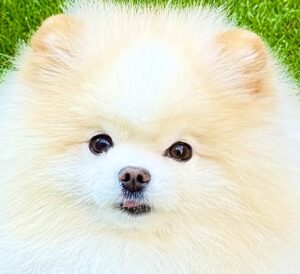 Oprah the white Pomeranian looks at the camera