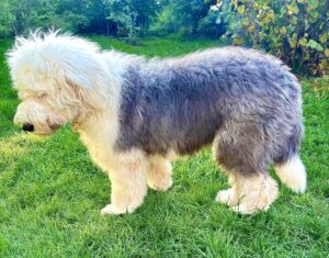 Phoebe the white and grey Old English Sheepdog stands sideways