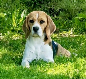 Poppy the tricolour Beagle lies and looks at the camera