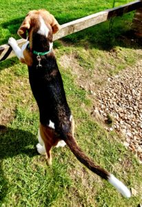 Poppy the tricolour Beagle has paws up on a fence