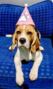 Poppy the tricolour Beagle wears a hat