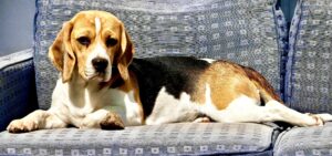 Poppy the tricolour Beagle lays on the sofa