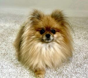 Primrose the orange sable Pomeranian looks at the camera