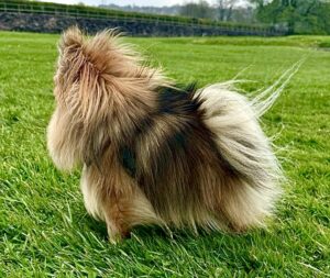 Primrose the orange sable Pomeranian stands sideways