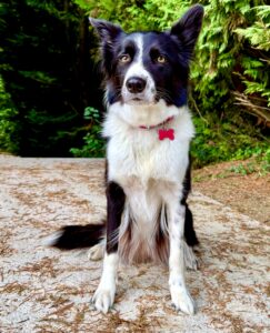 Toffee the black and white Collie sits and looks at camera