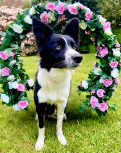 Toffee the black and white Border Collie sits with a ring of roses around her